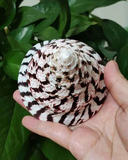 Majestic Zebra Conch Shell – Large 9-10CM Coastal Decor