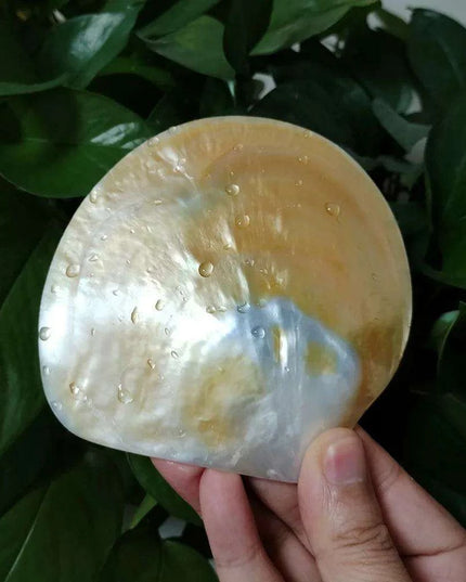 Elegant Yellow Abalone Pearl Smudge Bowl for Spiritual Practices and Crafting