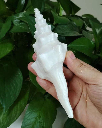 Salisbury's Spindle Conch Shells – Natural Beach Decor for Parties, Aquariums, and Unique Gifts (13-21cm)
