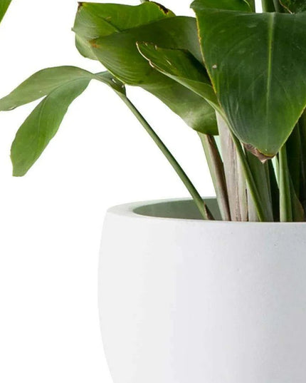 Set of 3 Modern White Concrete Round Planters - Elegant Plant Pot Trio