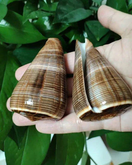 Elegant Gold-Infused Conus Striatus Shell - Ideal for Aquatic Decor, Hermit Crab Habitats, and Special Celebrations