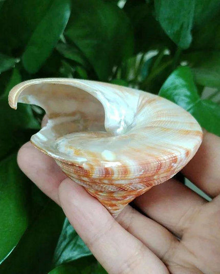 Vivid Orange Tower Conch Shell for Aquatic Decor and Creative Projects