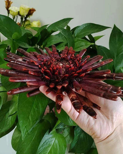Sunflower-Shaped Large Natural Slate Pencil Urchin Seashells for Coastal Decor