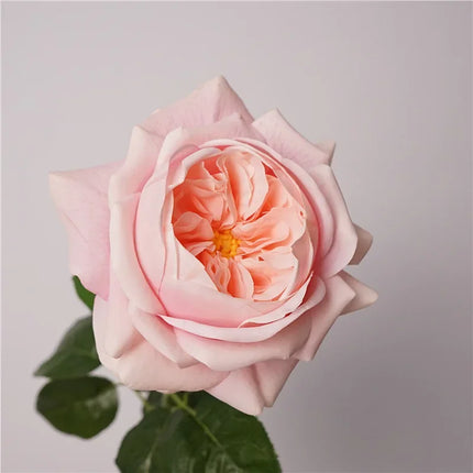 Real Touch Austin Latex Rose Stems — Set of 5