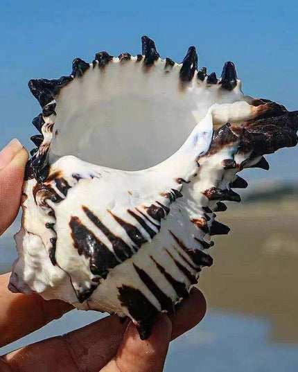 Black Zebra Murex Conch Shell - 10-12 cm Decorative Natural Specimen for Home and Aquarium Decor