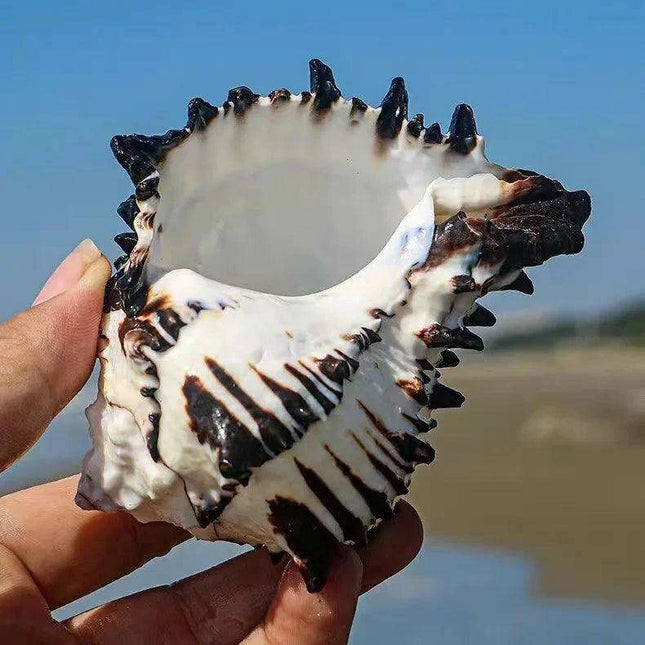 Black Zebra Murex Conch Shell - 10-12 cm Decorative Natural Specimen for Home and Aquarium Decor