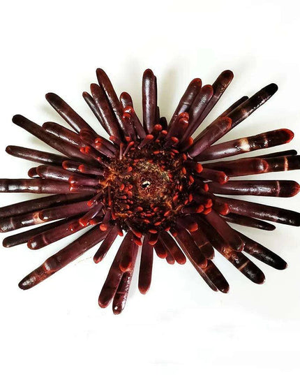 Sunflower-Shaped Large Natural Slate Pencil Urchin Seashells for Coastal Decor