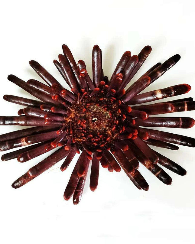 Sunflower-Shaped Large Natural Slate Pencil Urchin Seashells for Coastal Decor