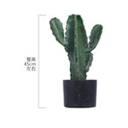 Sturdy Succulent