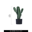 Sturdy Succulent