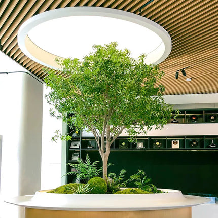 High-end horse drunk wood real plant window landscaping interior decoration tree green plants large fake tree simple landscape high-end-horse-drunk-wood-real-plant-window-landscaping-interior-decoration-tree-green-plants-large-fake-tree-simple-landscape