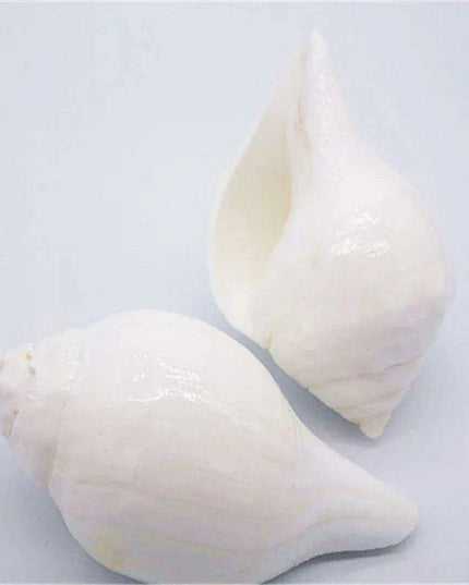 Stunning 11CM Indian Sacred Chank Shell Conch for Home and Event Decor