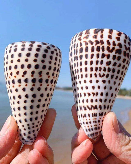 Leopard Cone Shell Décor - Authentic Lithoconus leopardus with Striking Black Spot Detailing