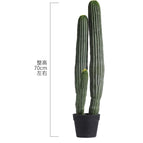 Needle Pine