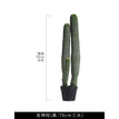 Needle Pine