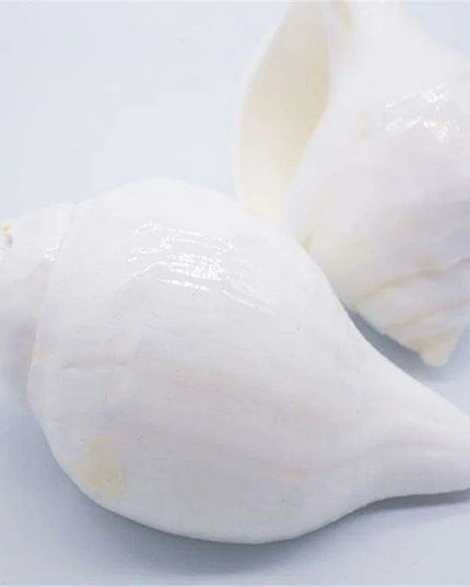 Stunning 11CM Indian Sacred Chank Shell Conch for Home and Event Decor