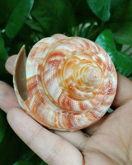Vivid Orange Tower Conch Shell for Aquatic Decor and Creative Projects