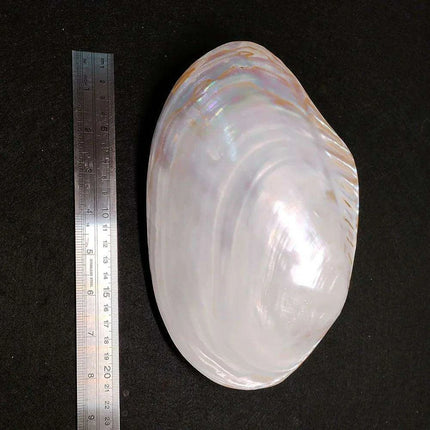 Elegant Polished Giant Oyster Shell - A Coastal Gem for Home Decor and Photography
