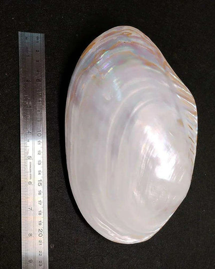 Giant Gleaming Oyster Shell – 20-22CM Natural Mussel Shell