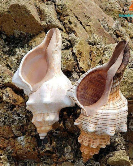 Seaside Elegance Natural Shell Trapezium Horse Conch Decor for Aquariums and Special Events
