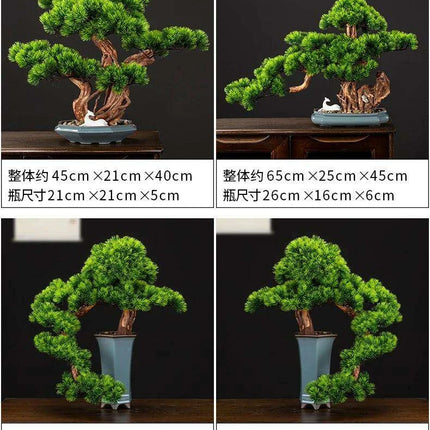 Prosperity Emblem Chinese Pine Bonsai - A Luxurious Symbol of Wealth and Abundance