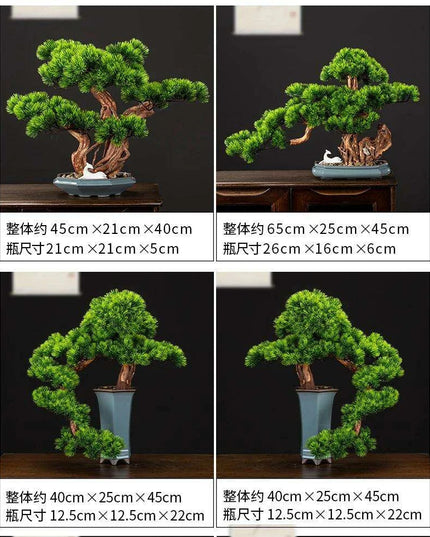 Prosperity Emblem Chinese Pine Bonsai - A Luxurious Symbol of Wealth and Abundance