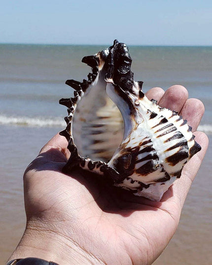 Black Zebra Murex Conch Shell - 10-12 cm Decorative Natural Specimen for Home and Aquarium Decor