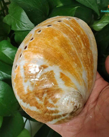 Vibrant Red Abalone Shell Art: Coastal Decor for Homes and Aquariums