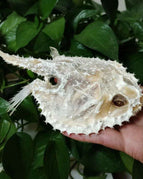 Starry Handfish