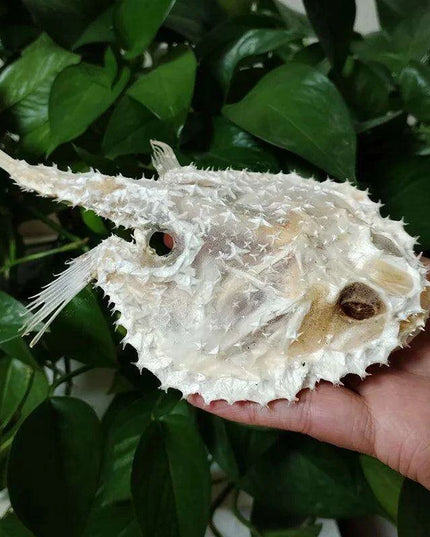 Genuine Deep Sea Handfish Skull Replica - Distinctive Taxidermy Specimen for Educational Purposes and Display - 15 CM