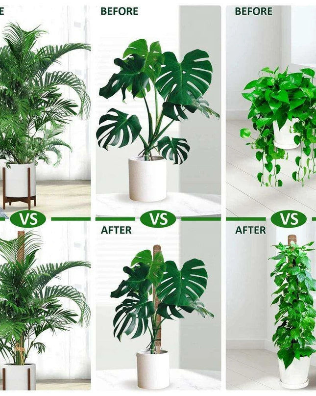 Vertical Garden Climbing Support Kit - Eco-Friendly Growth Solution for Indoor Plants