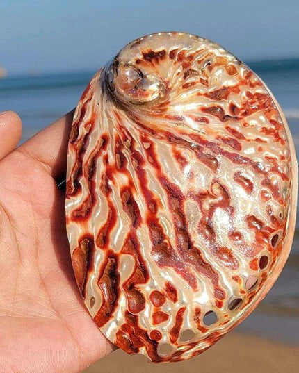 Vibrant Red-Accented Abalone Shell Décor - Unique Ocean-Inspired Gifts for Home and Aquariums