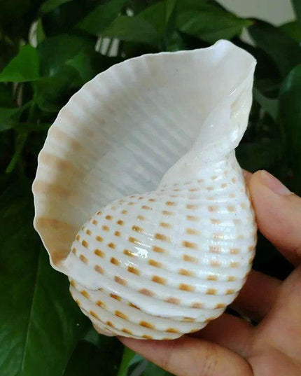 Coastal Charm Natural Spotted Turbo Seashells for Hermit Crabs & Home Decor (8-10cm)