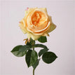 Champagne / 1pcs