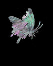 Butteryfly 02