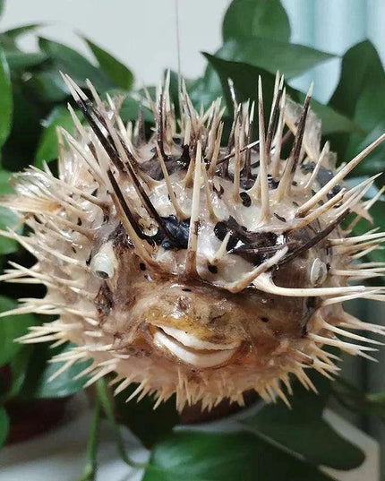 Coastal Elegance: Handmade Large Natural Pufferfish Pendant for Home Decor and Crafting