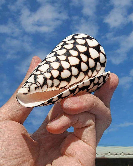 Exquisite Hebrew Marble Cone Shells - Natural Coastal Treasures for Elegant Home Decor