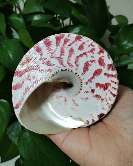 Large Commercial Trochus Shell with Pearl Band