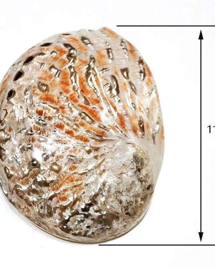 Stunning New Zealand Abalone Shell - 12-16CM Ideal for Weddings, Aquatic Displays, and Creative Crafts