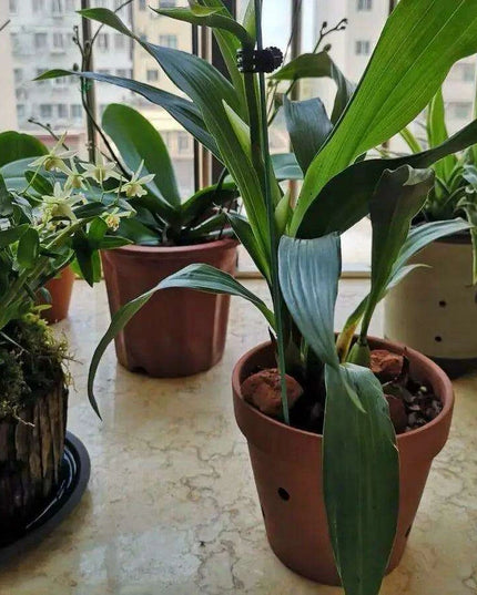 Set of 2 Stylish Red Terracotta Hanging Pots with Drainage for Succulents and Cacti