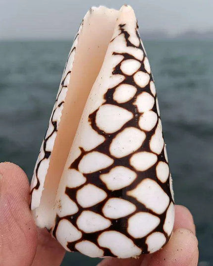 Exquisite Hebrew Marble Cone Shells - Natural Coastal Treasures for Elegant Home Decor