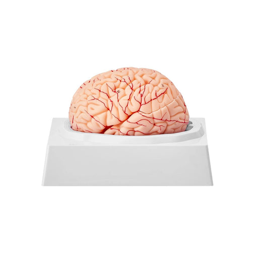 Interactive 3D Human Brain Anatomy Model with Removable Parts and Display Base for Educational Insights