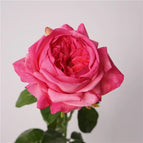 Rose red