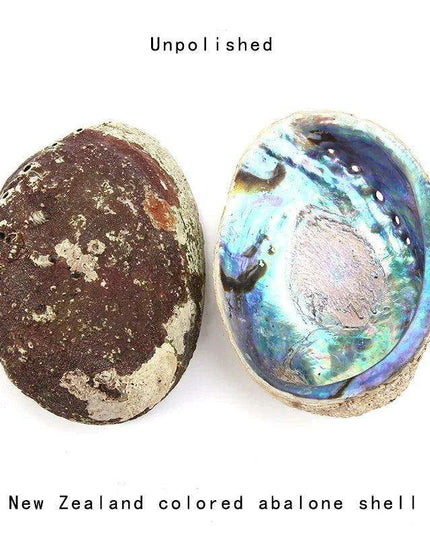 Stunning New Zealand Abalone Shell - 12-16CM Ideal for Weddings, Aquatic Displays, and Creative Crafts