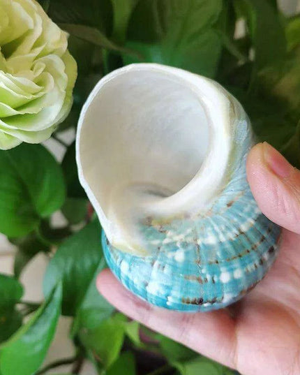 Coastal Charms: Authentic Green Turbo Imperialis Seashells for Elegant Home Decor and Creative Crafts
