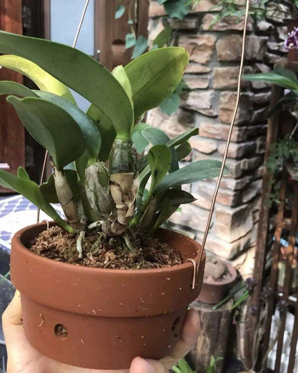 Set of 2 Stylish Red Terracotta Hanging Pots with Drainage for Succulents and Cacti