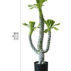 Fern Frond