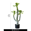 Fern Frond