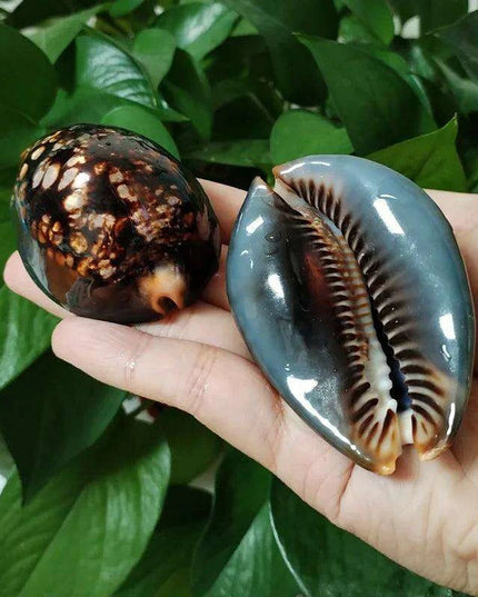 Set of 2 Authentic Cypraea Mauritiana Chocolate Cowrie Shells for Beach-Themed Decor and Crafting Activities