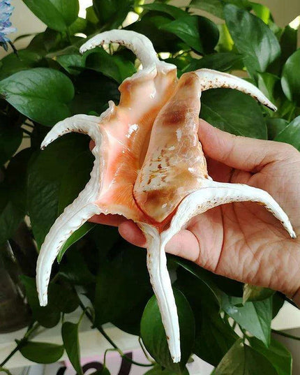 Extra Large Chiragra Spider Conch Shells - Distinctive Nautical Home Decor for Creative Projects (17-20CM)
